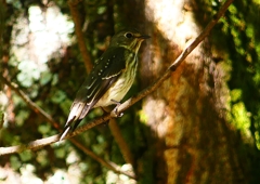 P1290252：エゾビタキ_R