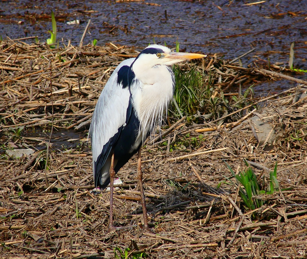 P4850254：アオサギ_R