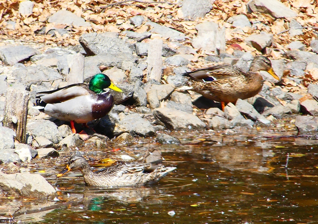 P1900807：マガモ_R