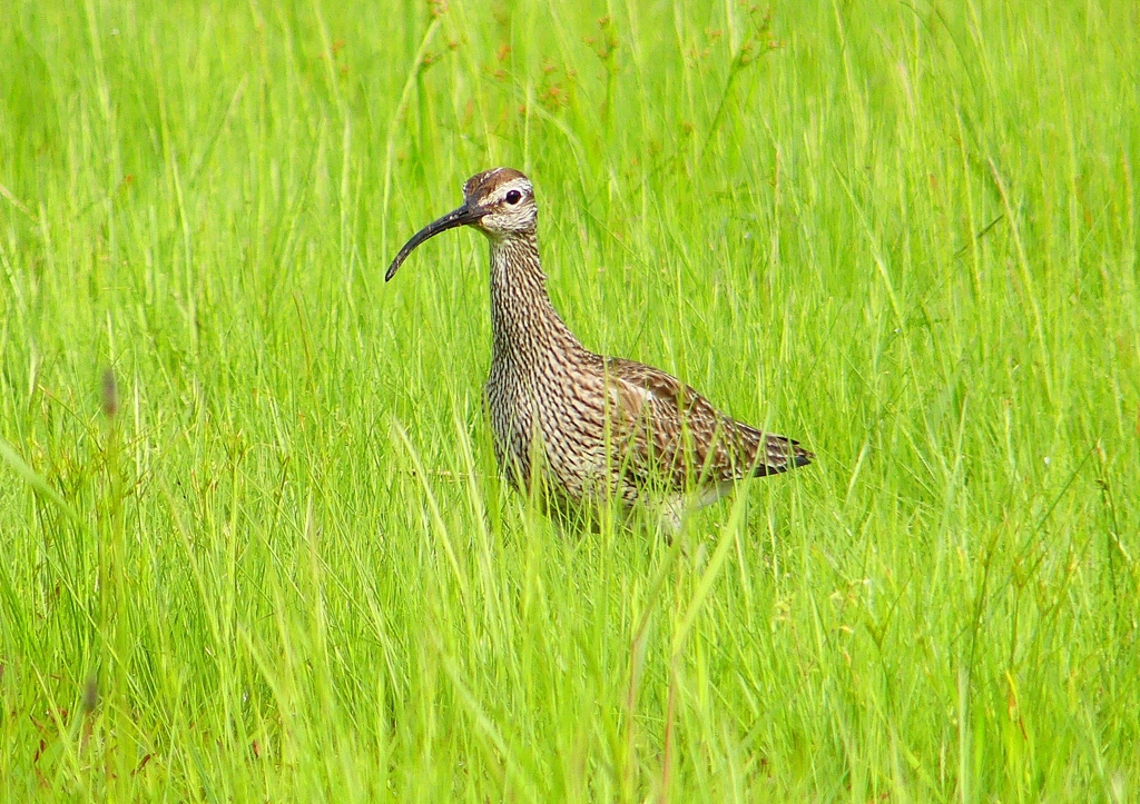 P2020743：チュウシャクシギ_R