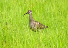 P2020743：チュウシャクシギ_R