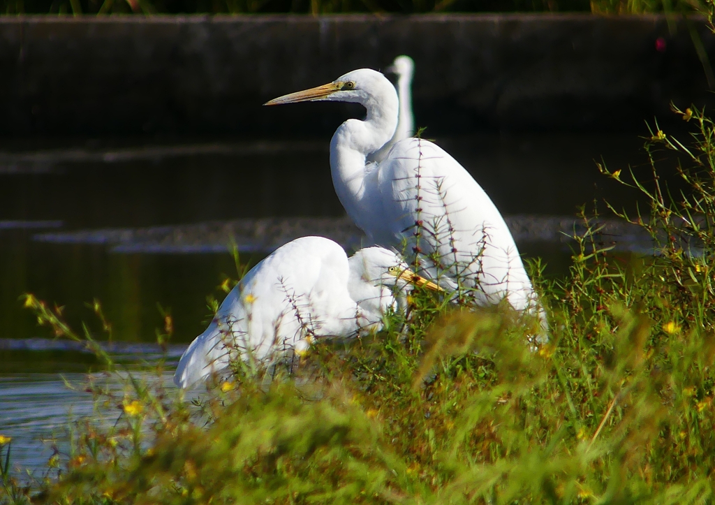 P1250589：チュウサギ、ダイサギ_R