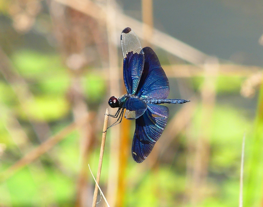 P4280731：チョウトンボ_R