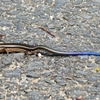 P4230090：ニホントカゲ_R