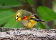 P1550947：ソウシチョウ_R
