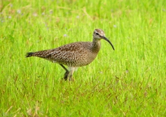 P1990629：チュウシャクシギ_R