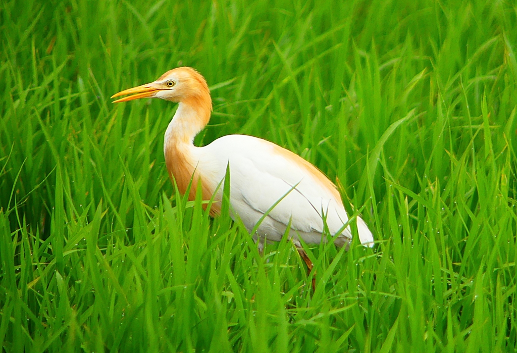 P1060055：アマサギ_R
