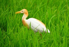 P1060055：アマサギ_R