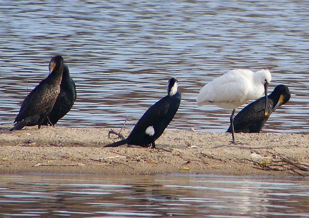 P1570041：ヘラサギ_R