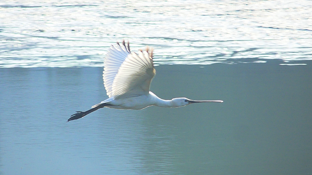 P4470154：ヘラサギ_R