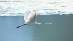 P4470154：ヘラサギ_R