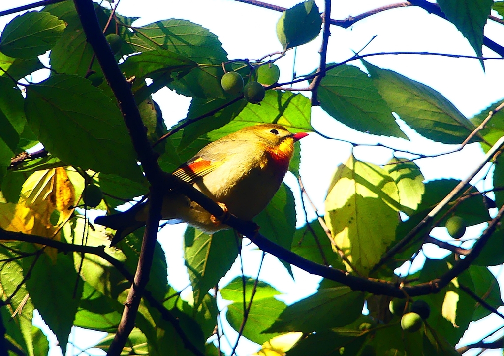 P1360802：ソウシチョウ_R