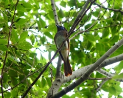 P4140811：サンコウチョウ（オス若鳥）_R