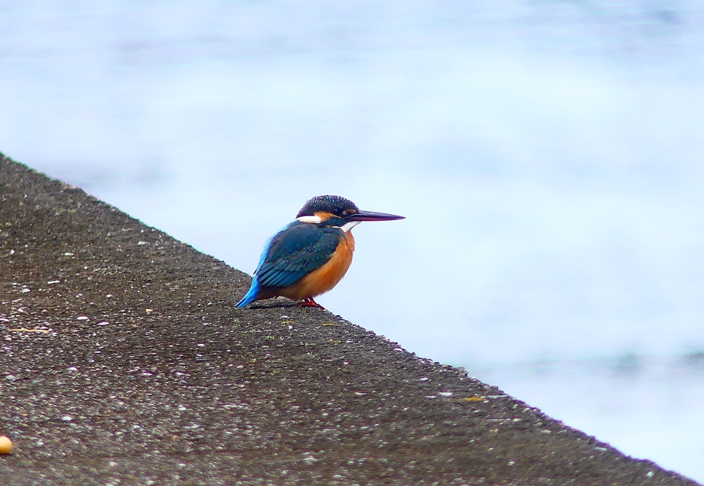 P4610165：カワセミ（メス）_R