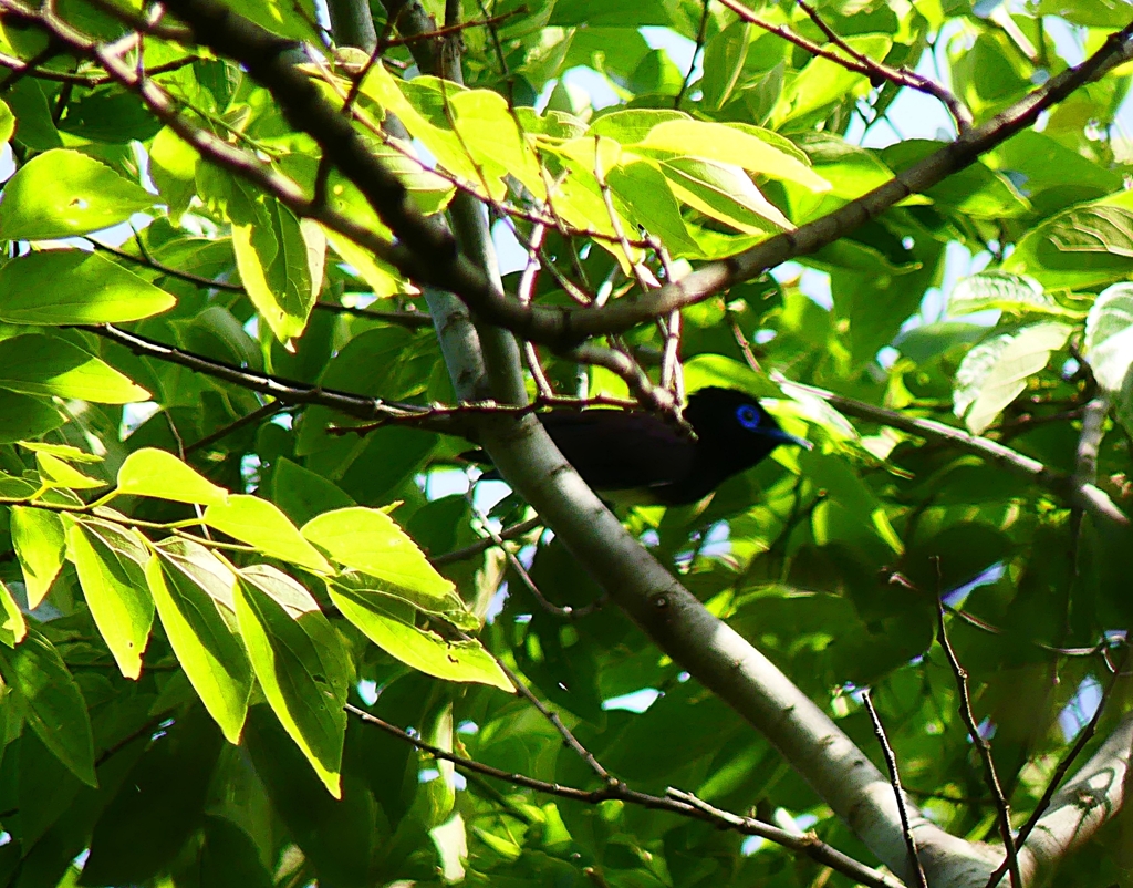 P4120091：サンコウチョウ（オス）_R