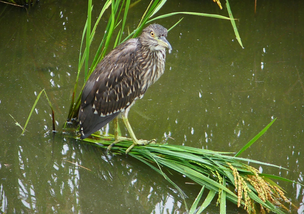 P1240052：ホシゴイ_R