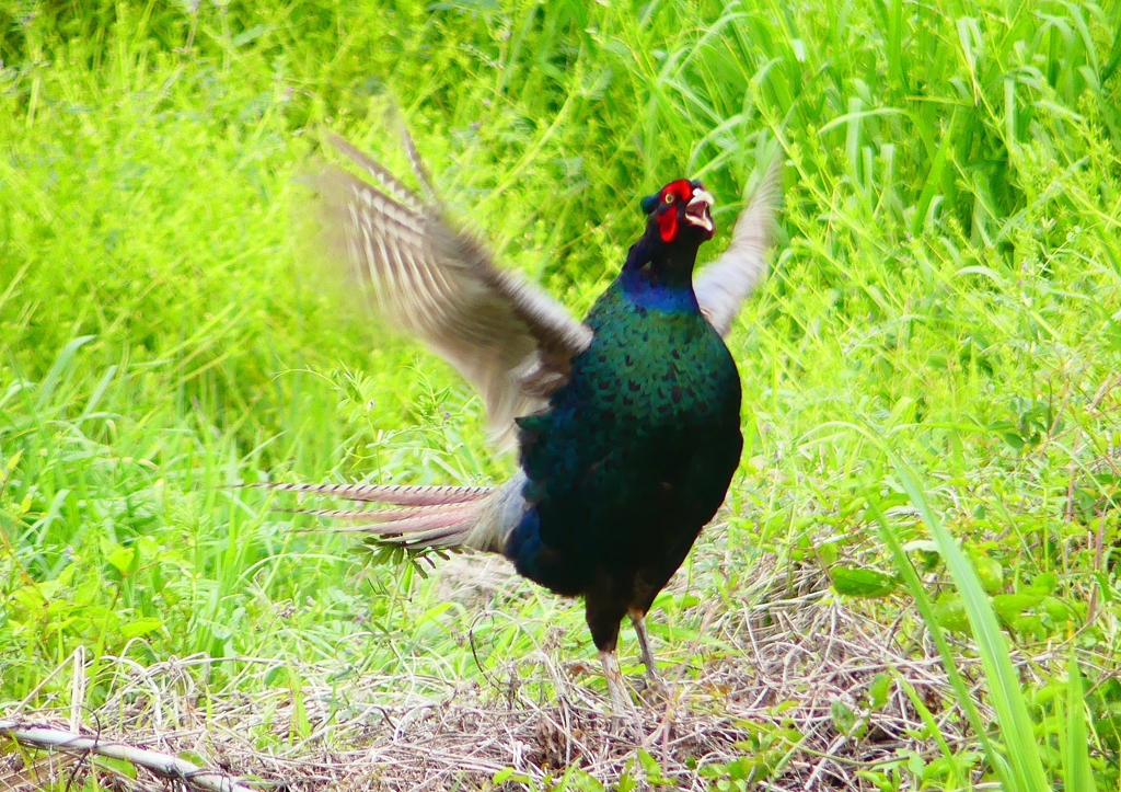 P1970429：キジ（オス）_R