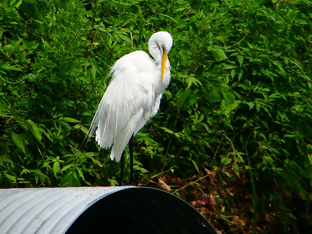 P1080430：ダイサギ_R