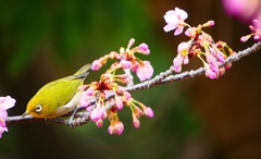 P4770322：メジロ＜河津桜＞_R