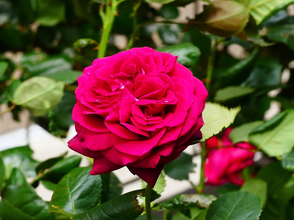 P4120211：バラの花_R