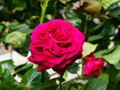 P4120211：バラの花_R