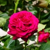 P4120211：バラの花_R