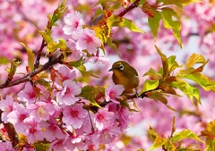 P1890630：河津桜にメジロ_R