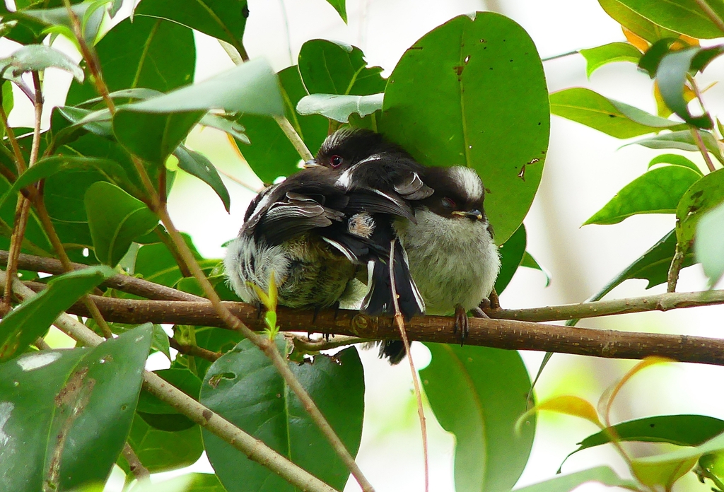 P4900759：エナガ団子_R