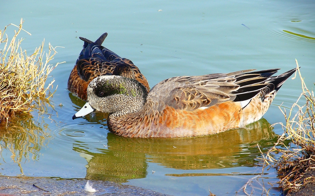 P4460228：アメリカヒドリ_R