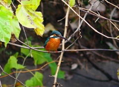 P4560875：カワセミ（メス）_R