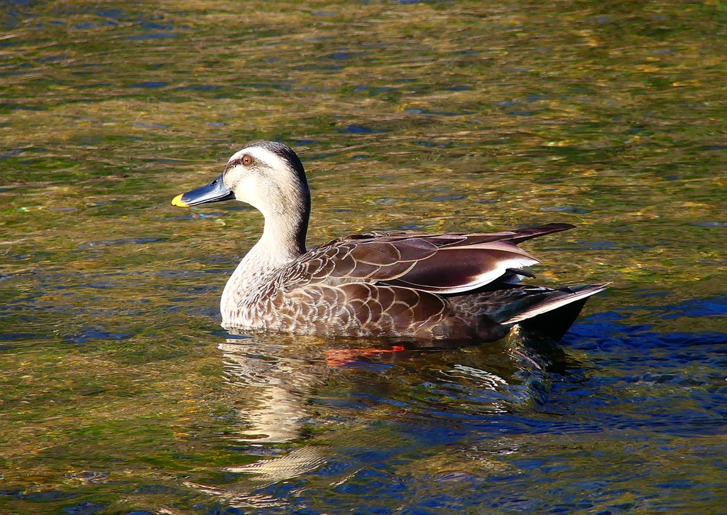 P4800603：カルガモ_R