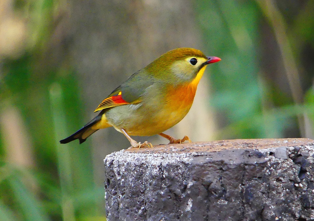 P1520569：ソウシチョウ_R