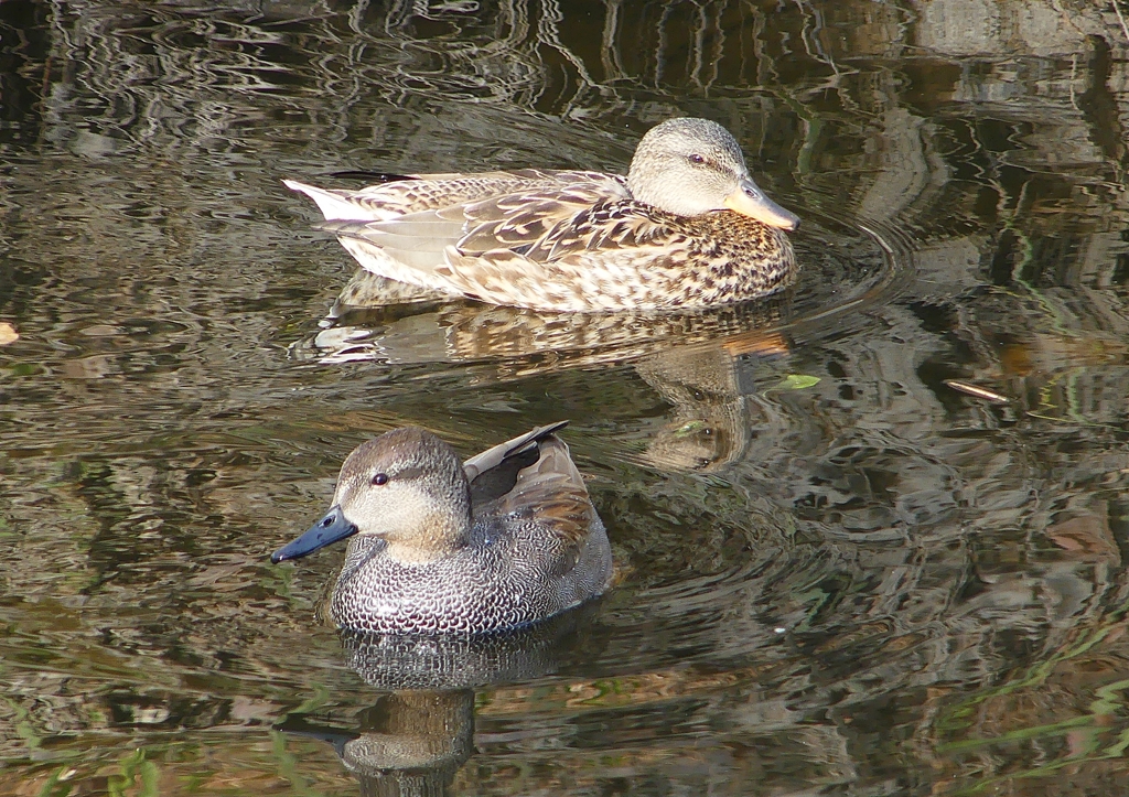 P1570360：オカヨシガモ_R