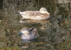 P1570360：オカヨシガモ_R