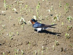 P4160254：巣材を運ぶツバメ_R