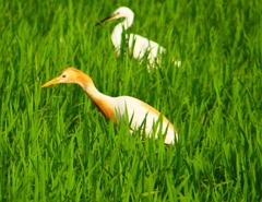 P1050692：アマサギ_R