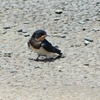 P1010062：ツバメ（幼鳥）_R