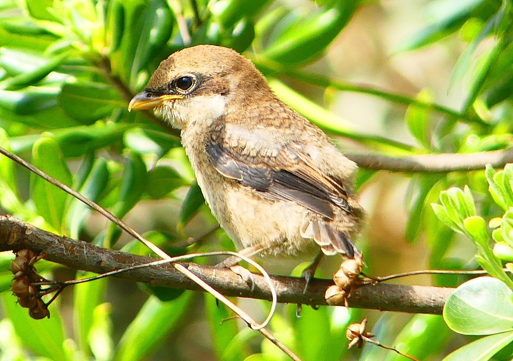 P1940586：モズ（幼鳥）_R