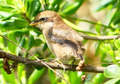 P1940586：モズ（幼鳥）_R