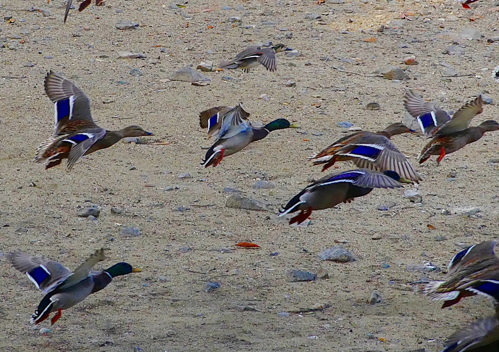 P1600593：トモエガモ、マガモ_R