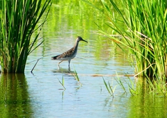 P1150591：タカブシギ_R