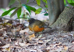 P1770784：オオアカハラ_R
