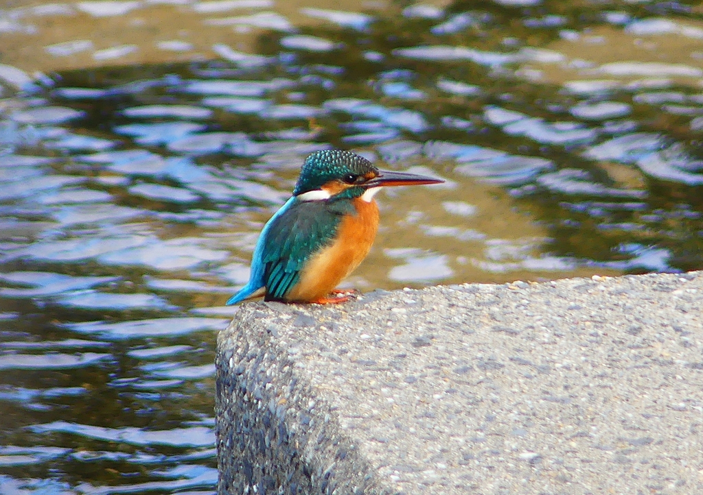 P1450600：カワセミ（メス）_R