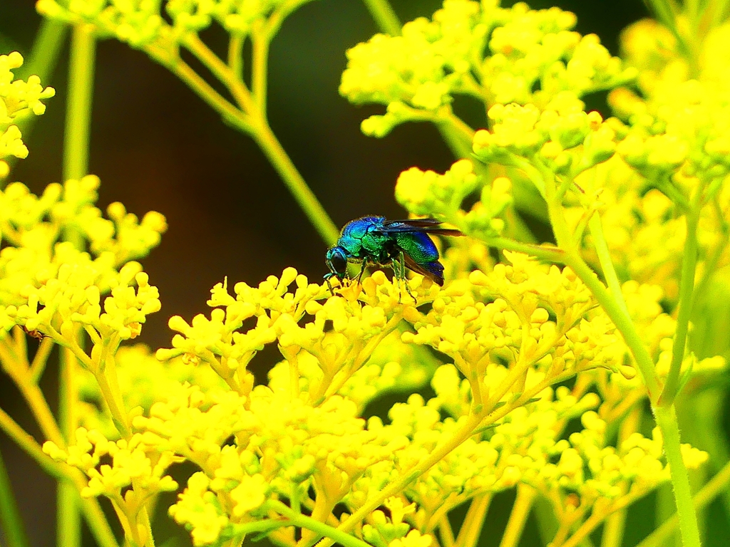 P1100295：オオセイボウ_R