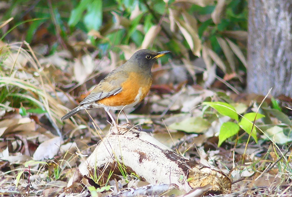 P4710514：オオアカハラ_R