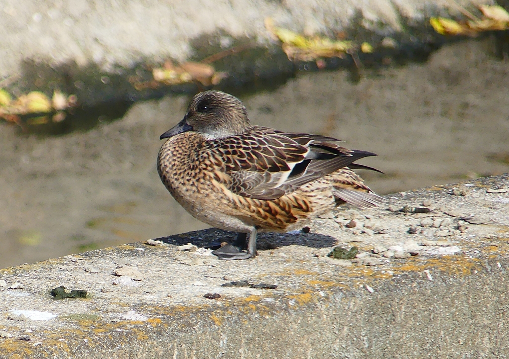 P1580506：ヨシガモ_R