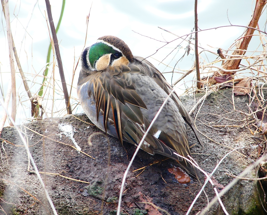 P4700608：トモエガモ（オス）_R