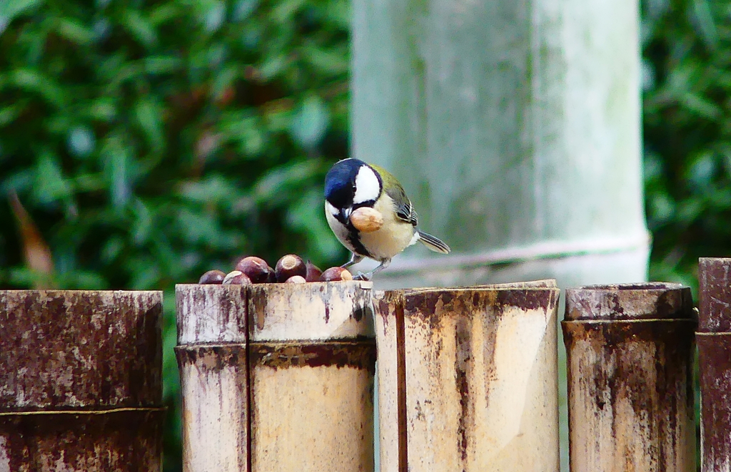 P4800008：シジュウカラ_R