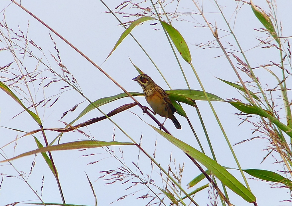 P1380438：ホオアカ_R