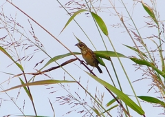 P1380438：ホオアカ_R